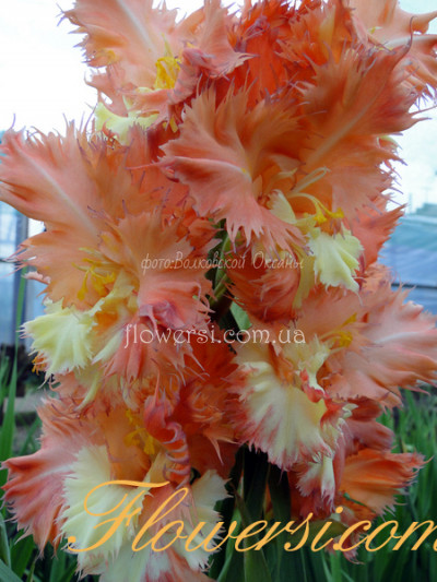 Гладiолус Внучкіни Ресніци 