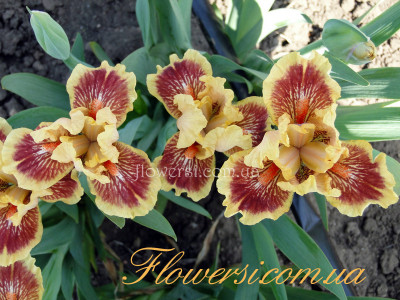 Ирис Ай оф зе Тайгер (Eye of the Tiger)