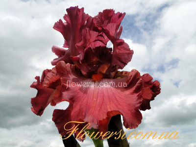 Ирис Коуд Рэд  (Code Redис) 