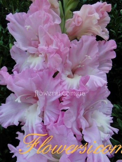 Гладiолус Бризгi Водопада 