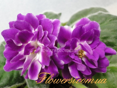 Фиалка РС-Вавилон (2010г.) 