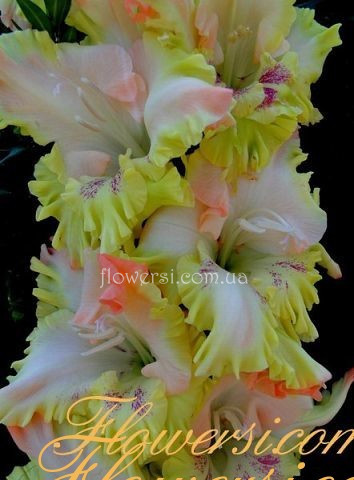 Гладiолус Перо Павліна 