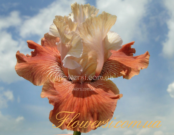 Ирис Мандарин Монин (Mandarin Morning)