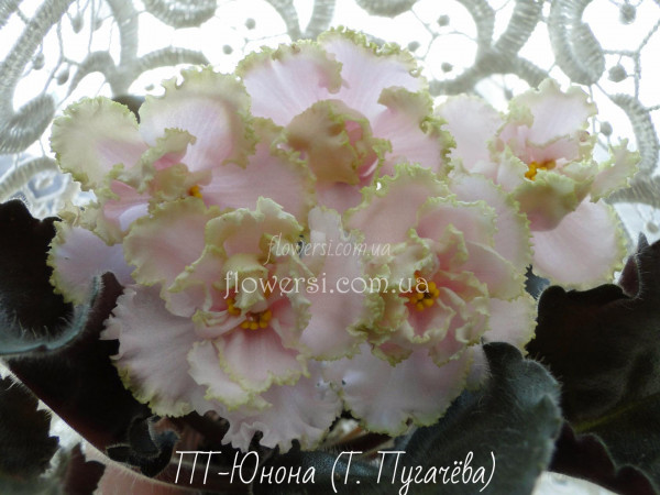 Фиалка ПТ-Юнона