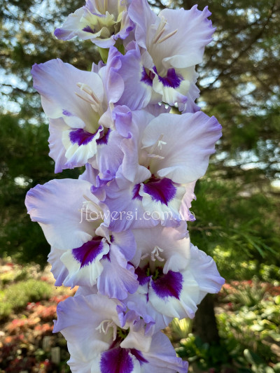 Гладiолус Модри Кристал   