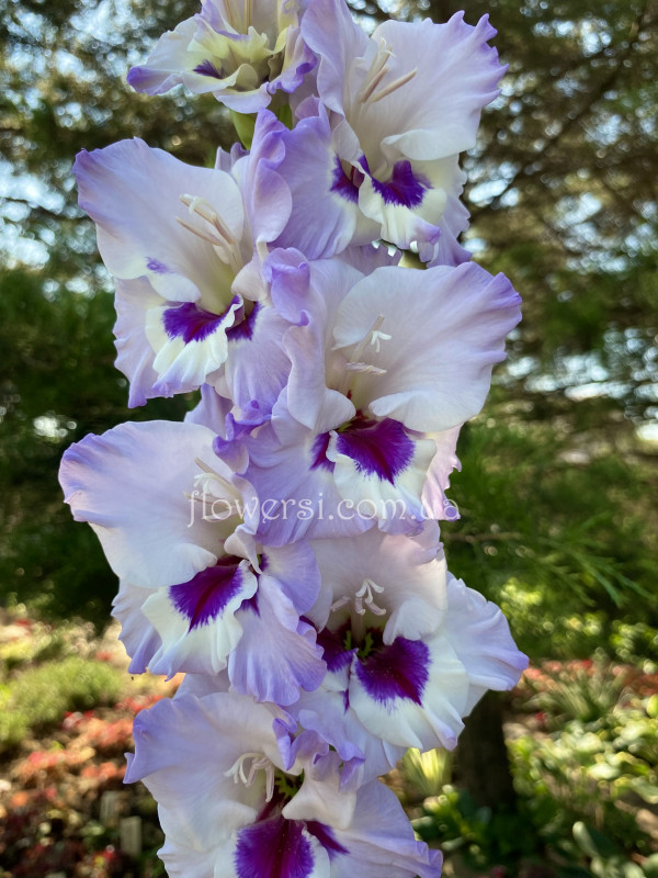 Гладiолус Модри Кристал   