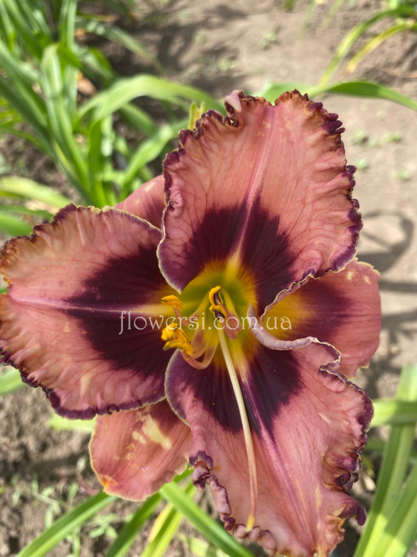 Сеянець № 48