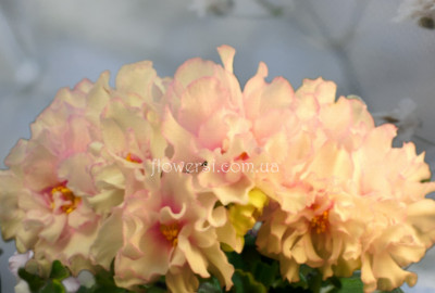  Фіалка ЕК-Мамина Нежность