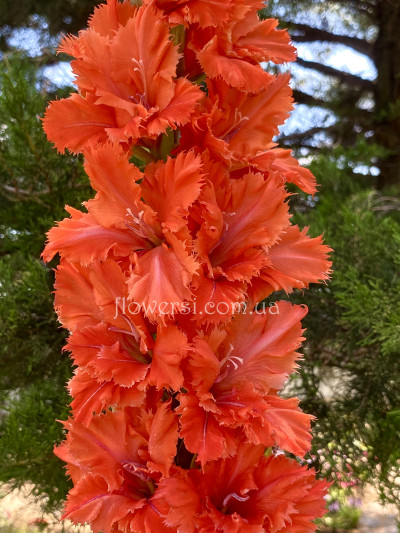  Гладiолус Лохматий віні пух 