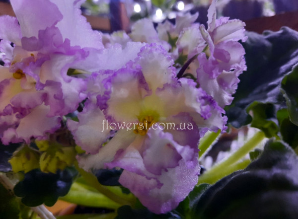  Фиалка РС-Золотая Роскошь