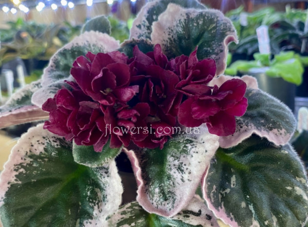 Фиалка ЛЕ-Ируля 