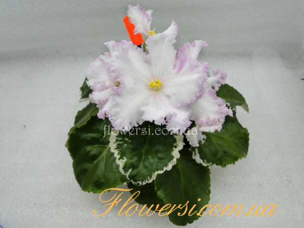 Фиалка ЛЕ-Анфиса