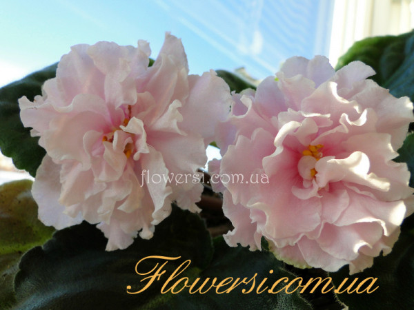 Фиалка ЕК-Шармэль