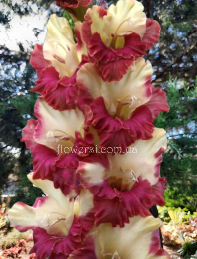 Гладiолус Шокотерапія