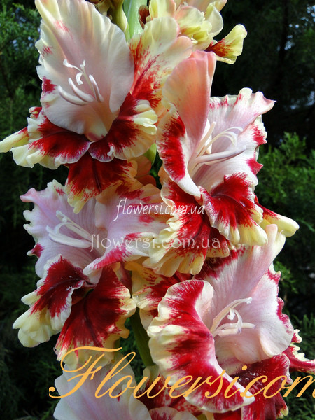 Гладiолус Вішневая  Гроздь 