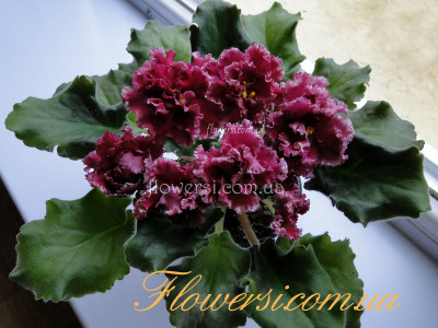 Фиалка ЛЕ-Взбитые Сливки