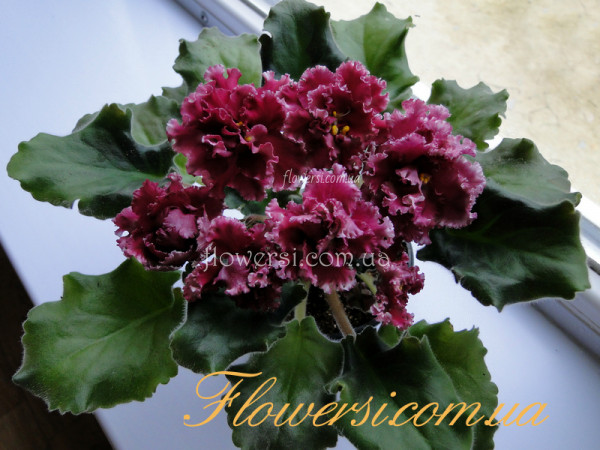 Фиалка ЛЕ-Взбитые Сливки