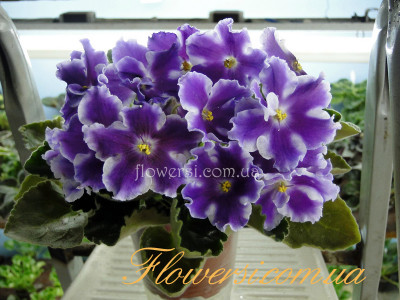 Фиалка ПТ-Куряночка 