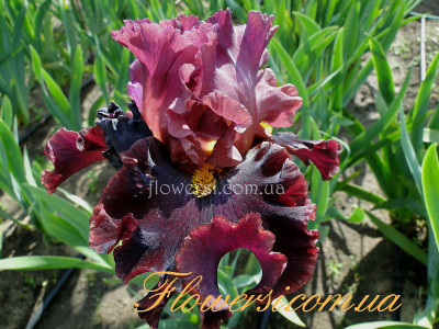 Ирис  Форейнер (Foregner) 