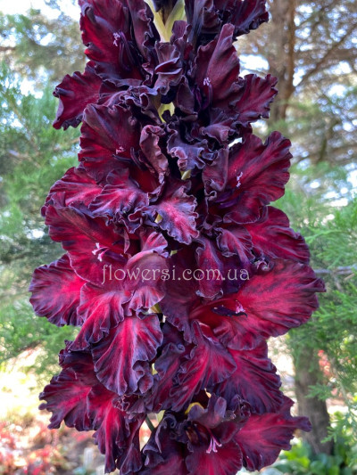 Гладiолус Тайнство Ночі 