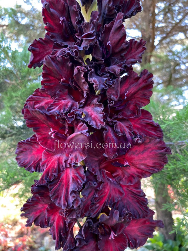 Гладiолус Тайнство Ночі 