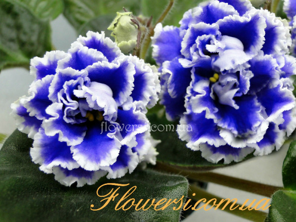 Фиалка РС-Виконт