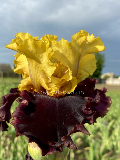 Ирис -Ласт Кис Гуднайт (Last Kiss Goodnight) Blyth.2018