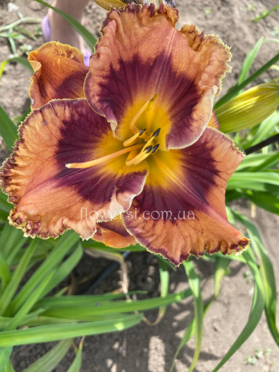 Сеянець № 50