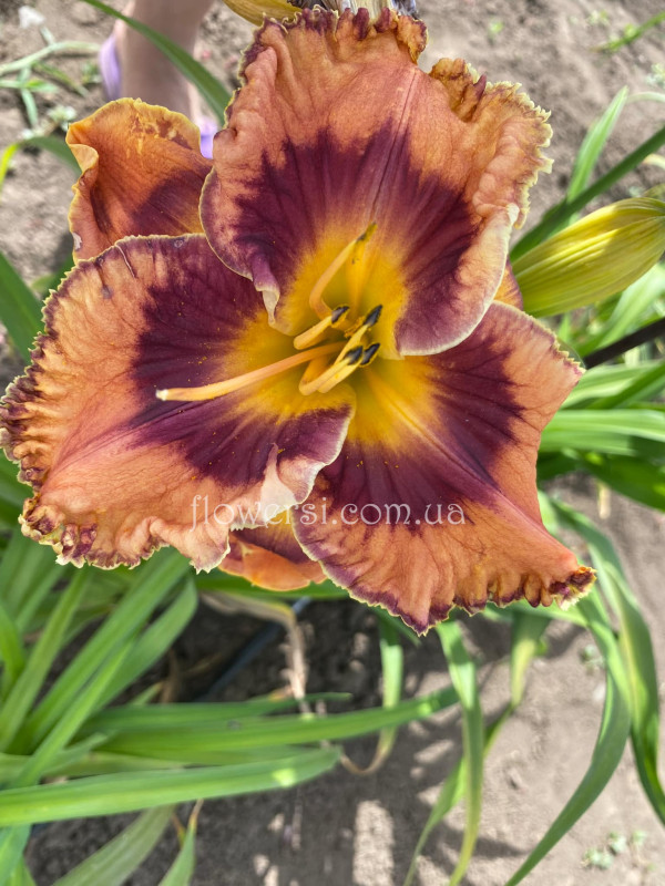 Сеянець № 50