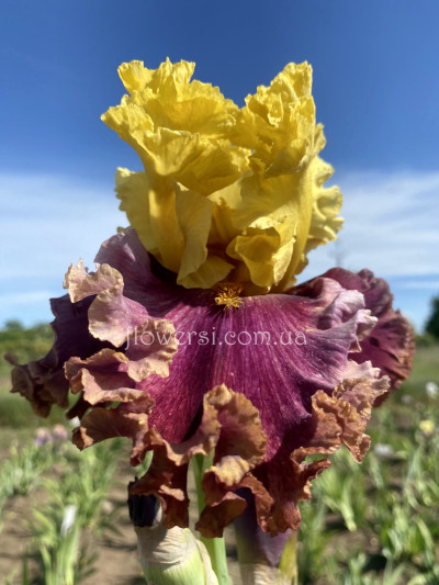 Ірис № 35 (Сіянець Г.Витiвськой)