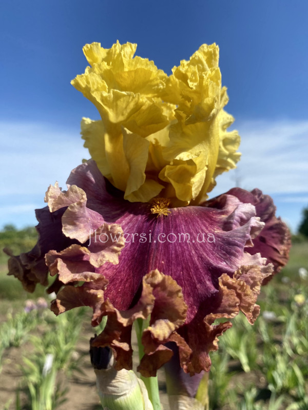 Ірис № 35 (Сіянець Г.Витiвськой)