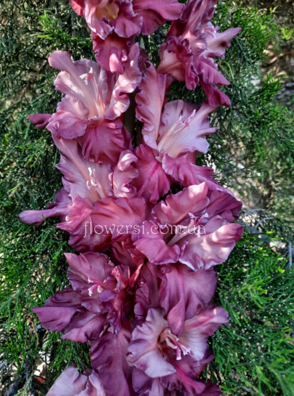  Гладiолус Балаклава 