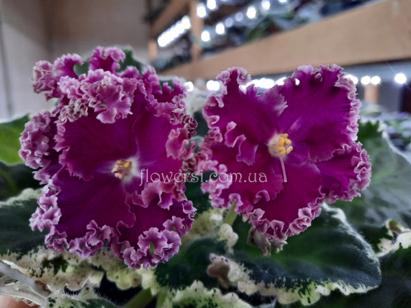  Фиалка ПТ-Виолетта