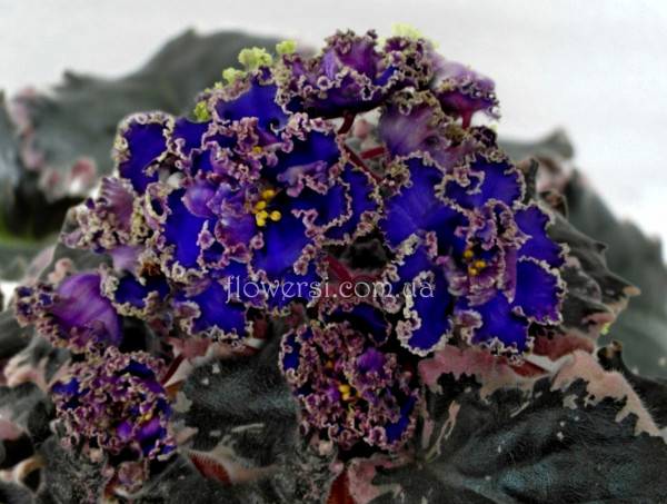 Фиалка ЕК-Заморская Диковинка 