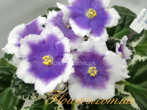 Фиалка ЛЕ-Инга