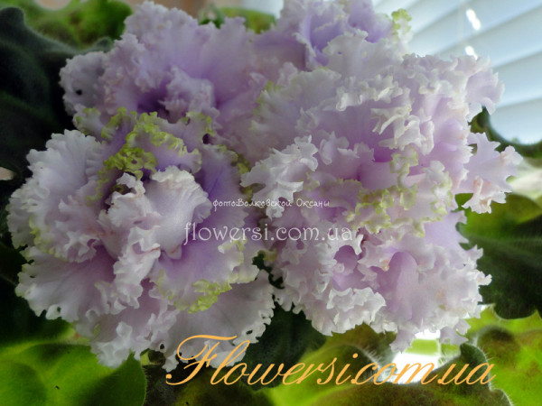 Фиалка РС-Марсела