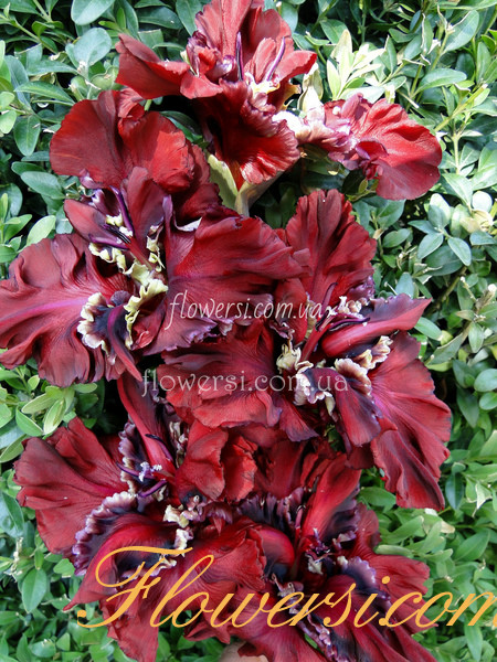 Гладiолус Абракадабра 