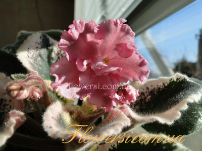 Фиалка ЛЕ-Одалиска 