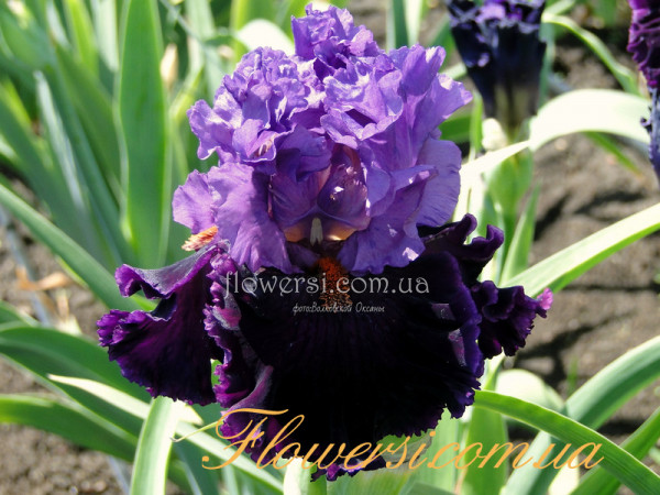 Ирис Минг Лорд (Ming Lord) 