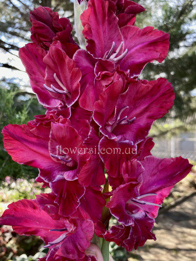 Гладiолус Дiана Гурцкая  