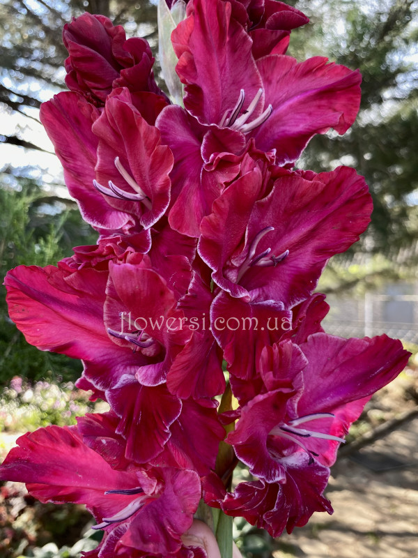 Гладiолус Дiана Гурцкая  