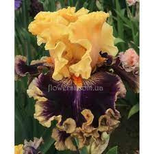 Ірис Ренесанс Плейс(Renaissance Place)Mego 2018