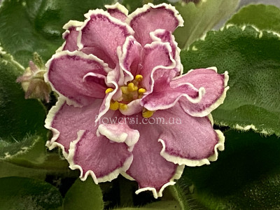 Фіалка ВаТ-Тайяна