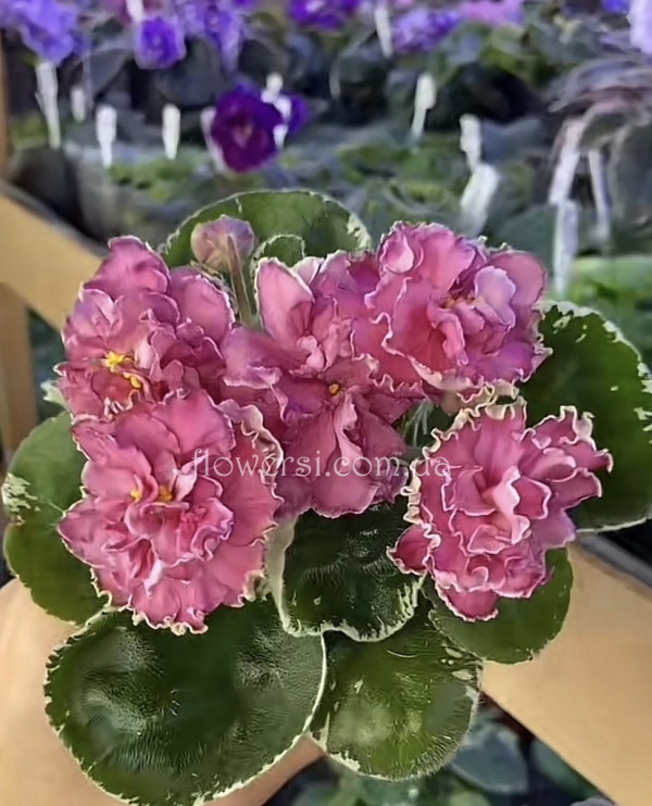 Фіалка ВаТ-Тайяна