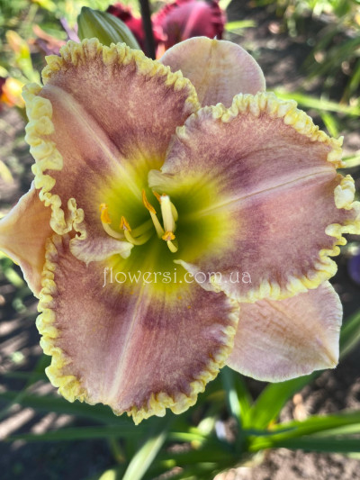 Сеянець № 55