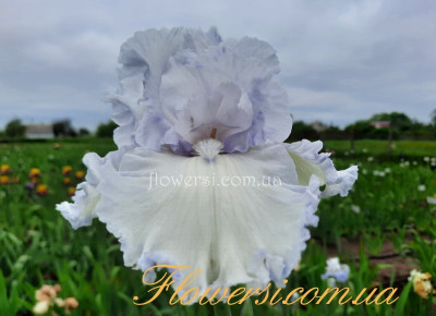 Ірис № 34 (Сіянець Г.Витiвськой)