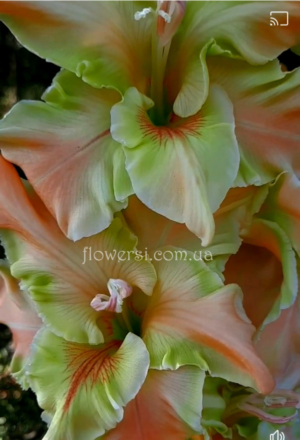  Гладiолус Брінумдаре (Brīnumdare) 