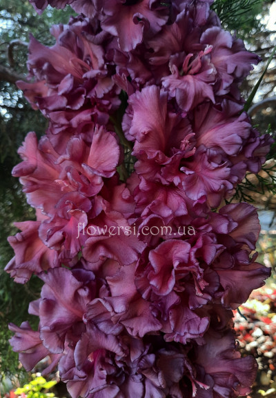  Гладiолус Разкудрявий 