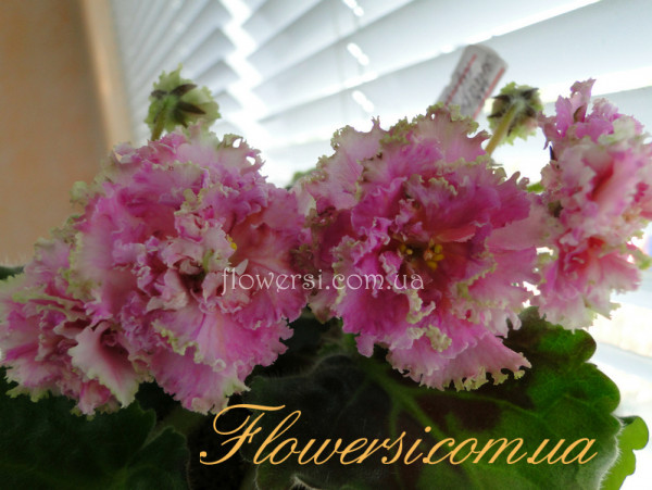  Фиалка Янтарная Луна (Т.Блинкина)