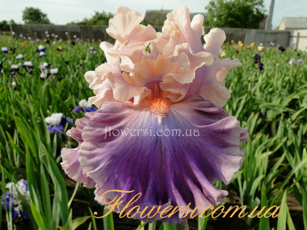 Ирис Фотодженик (Photogenic) 